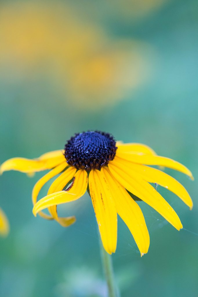 Sunflower close-up macro shot. #flowerphotography #macrophotography #sunflower