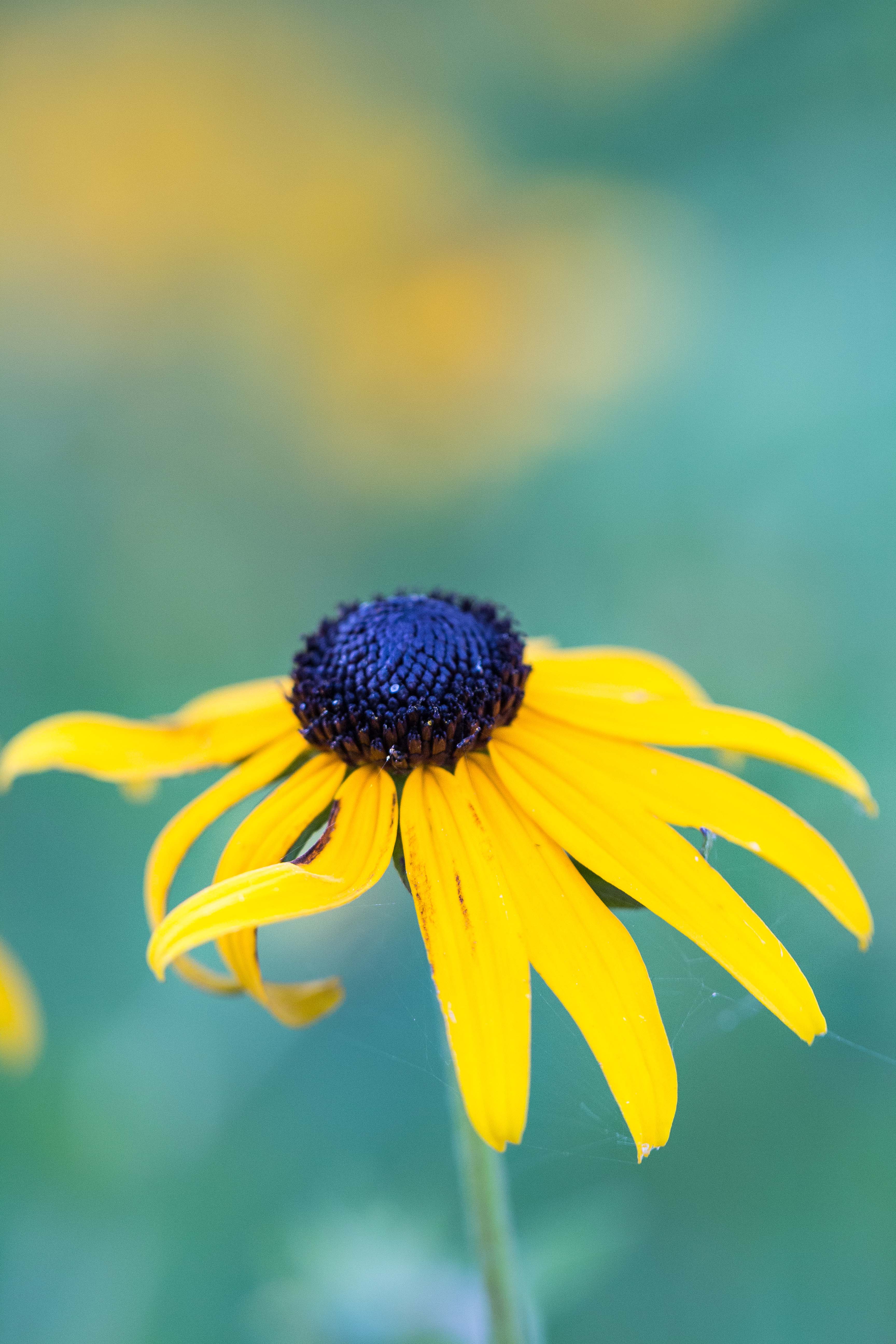 Sunflower close-up macro shot. #flowerphotography #macrophotography #sunflower | https://www.roseclearfield.com