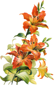 Botanical flower PNG | https://www.roseclearfield.com
