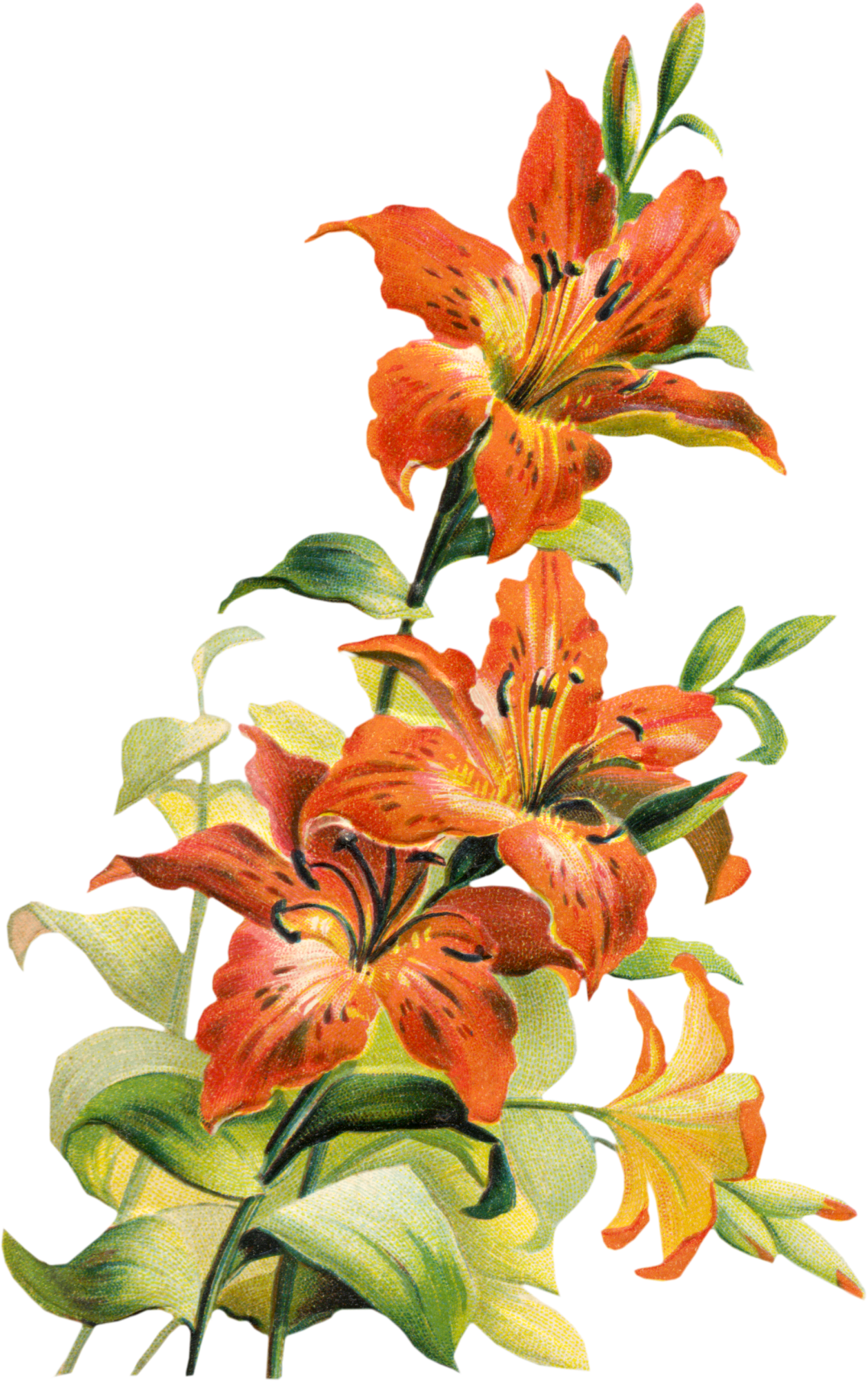 Botanical flower PNG | https://www.roseclearfield.com