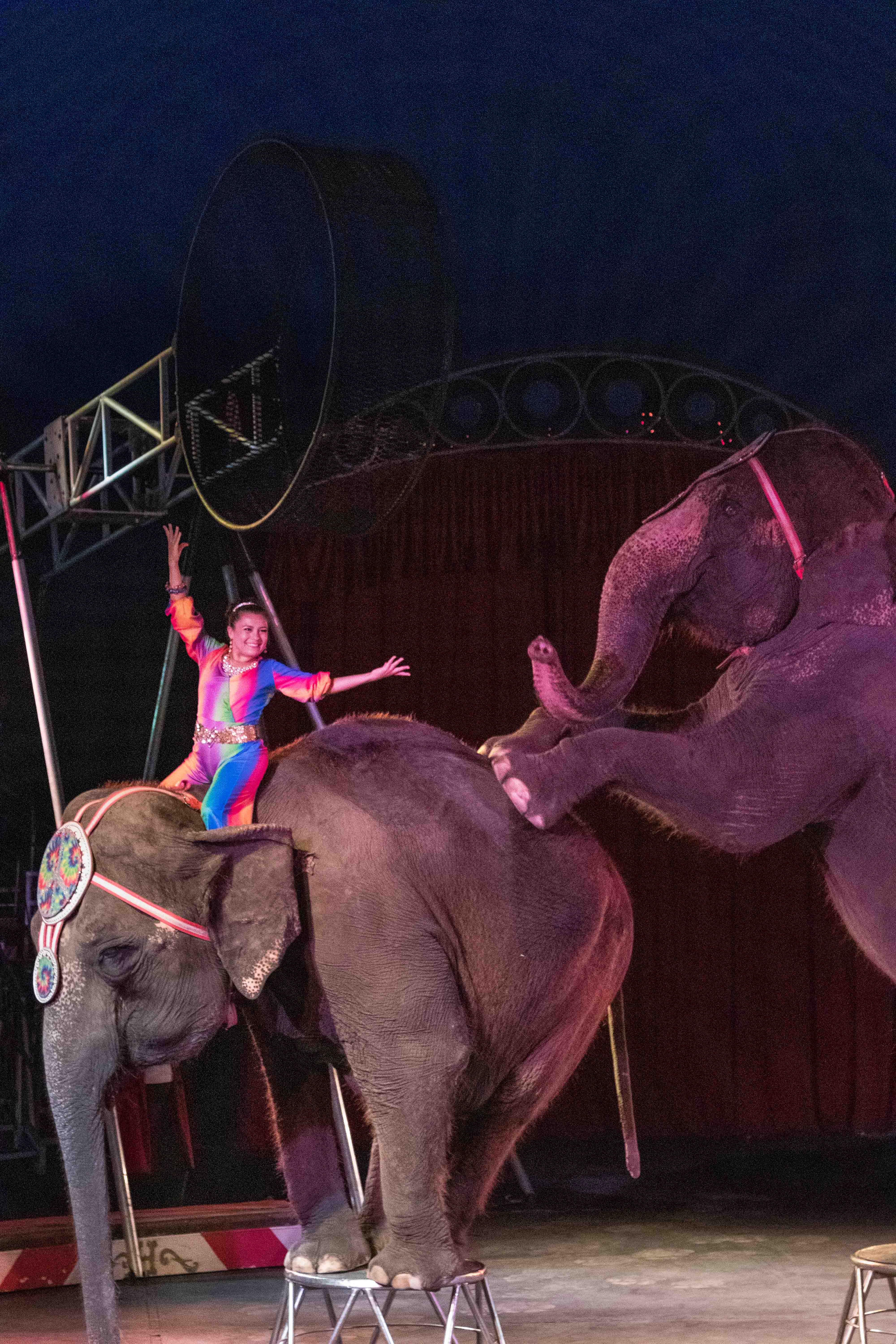 Circus World elephants