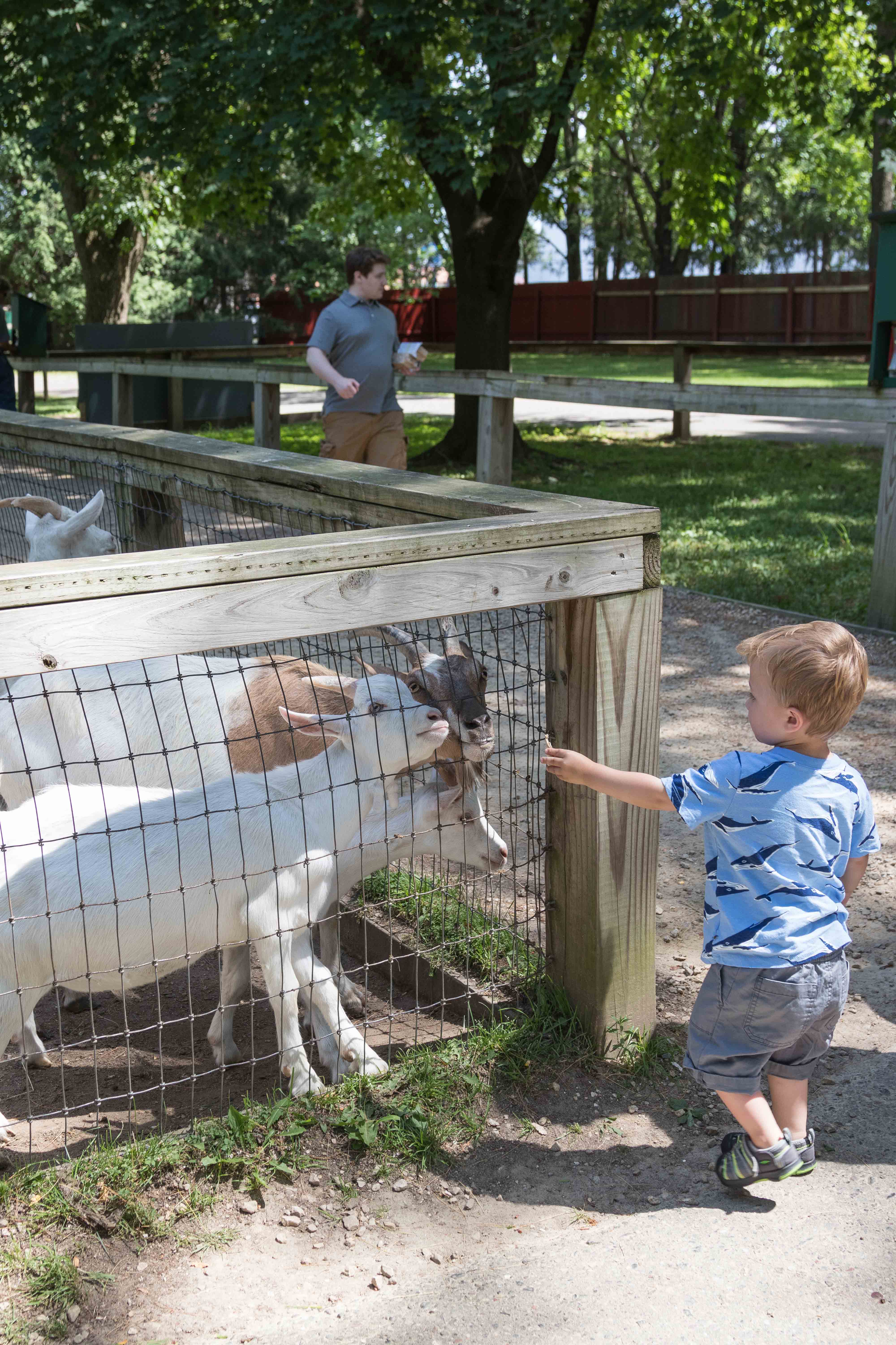 Feeding the goats at the Wisconsin Deer Park