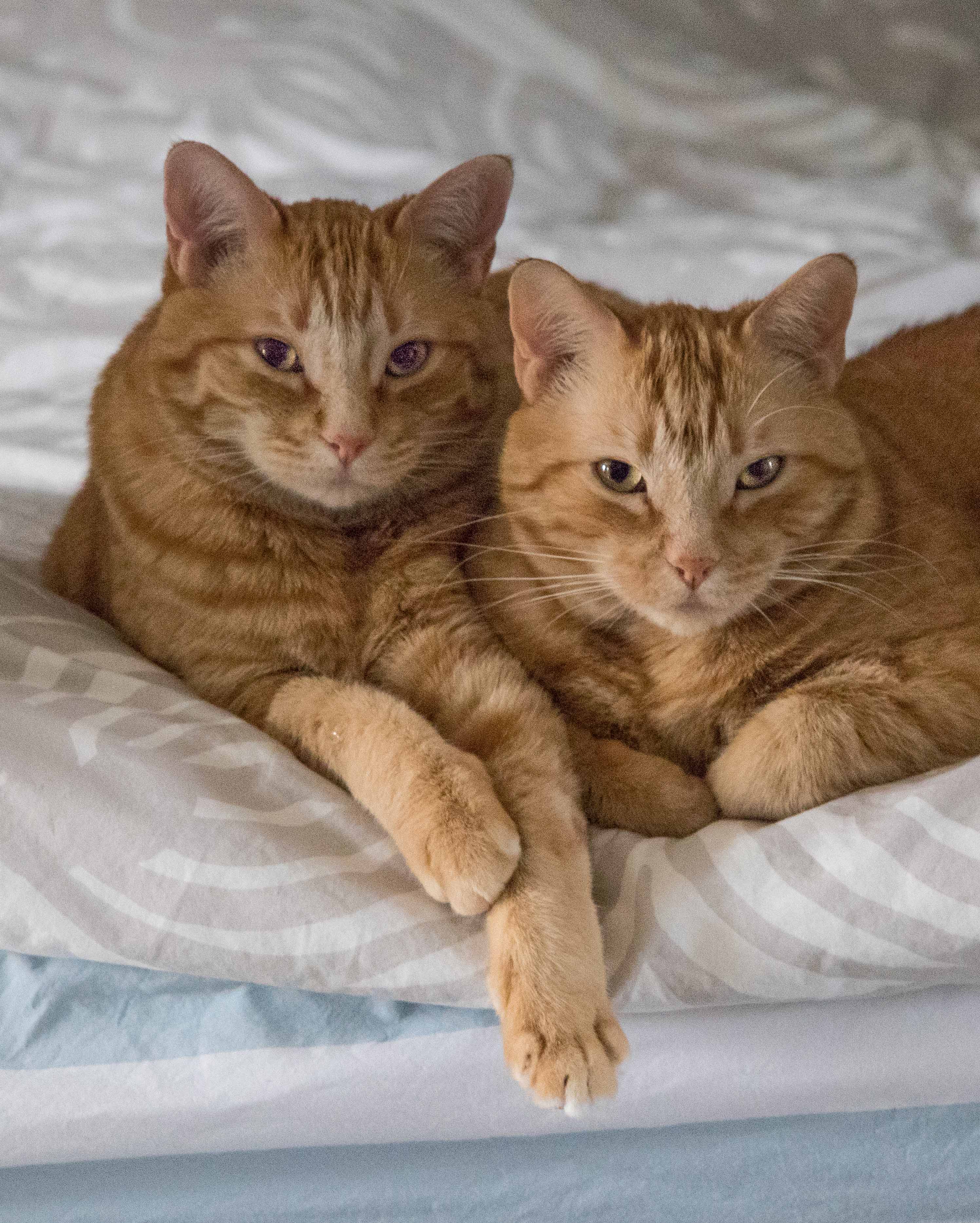 Orange tabby cats are very friendly and make great family pets! #orangecats #orangetabbies #kidfriendlypets | https://www.roseclearfield.com