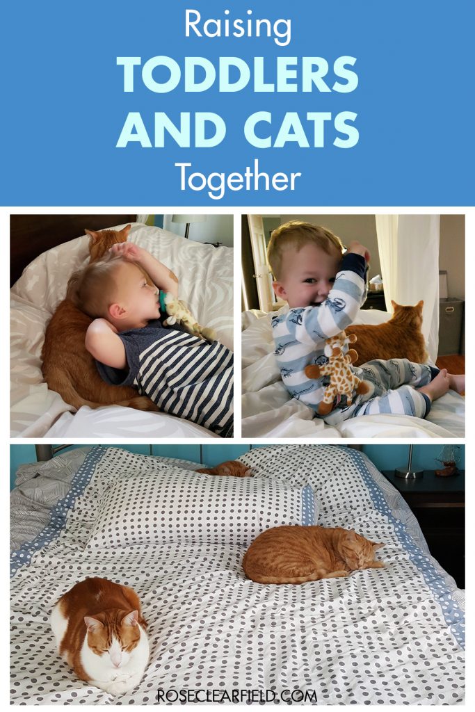 Raising Toddlers and Cats Together