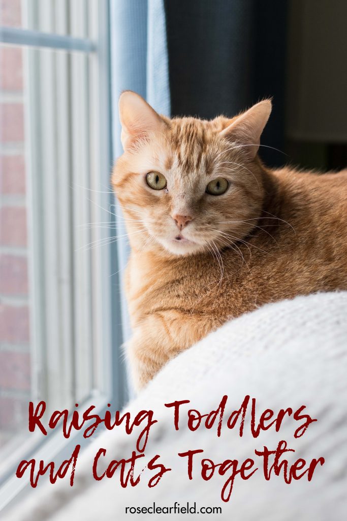 Raising toddlers and cats together. I share my best tips for keeping everyone safe and happy and teaching toddlers how to treat and care for their pets. #toddlers #toddlerlife #raisingtoddlers #toddlersandpets | https://www.roseclearfield.com