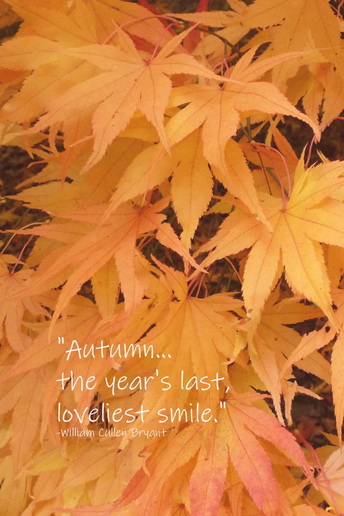 Autumn Loveliest Smile William Cullen Bryant Quote