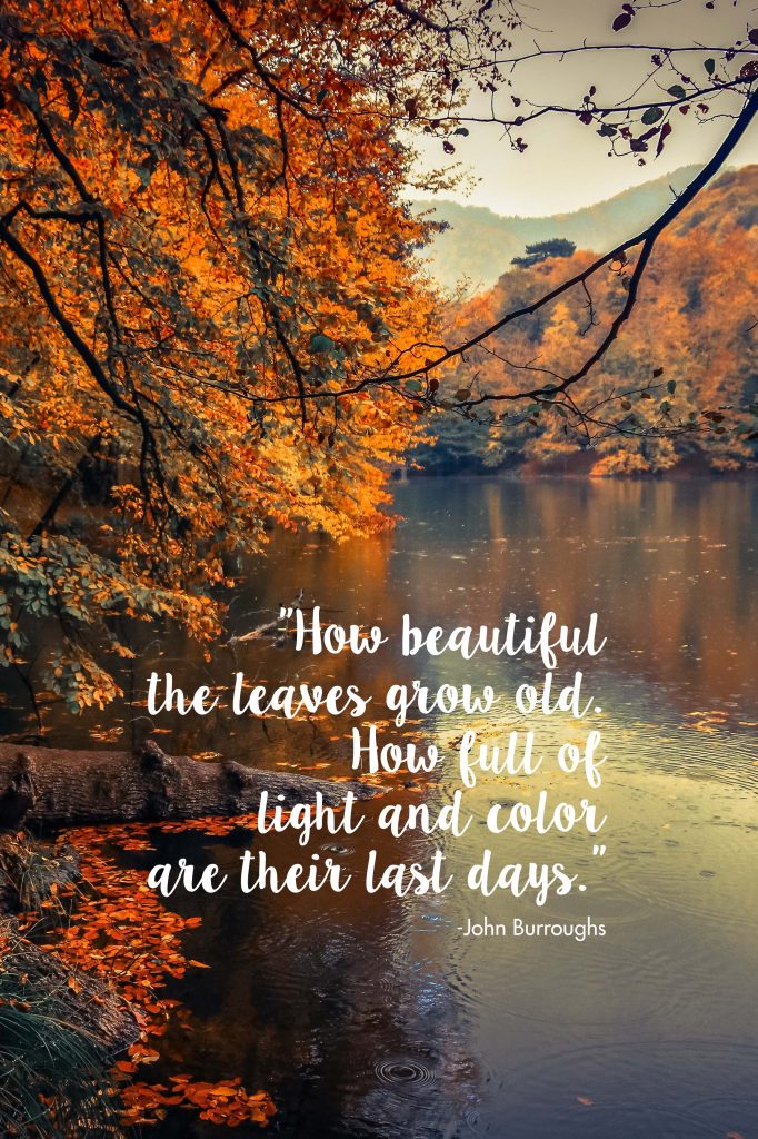 How Beautiful the Leaves Grow Old John Burroughs Quote