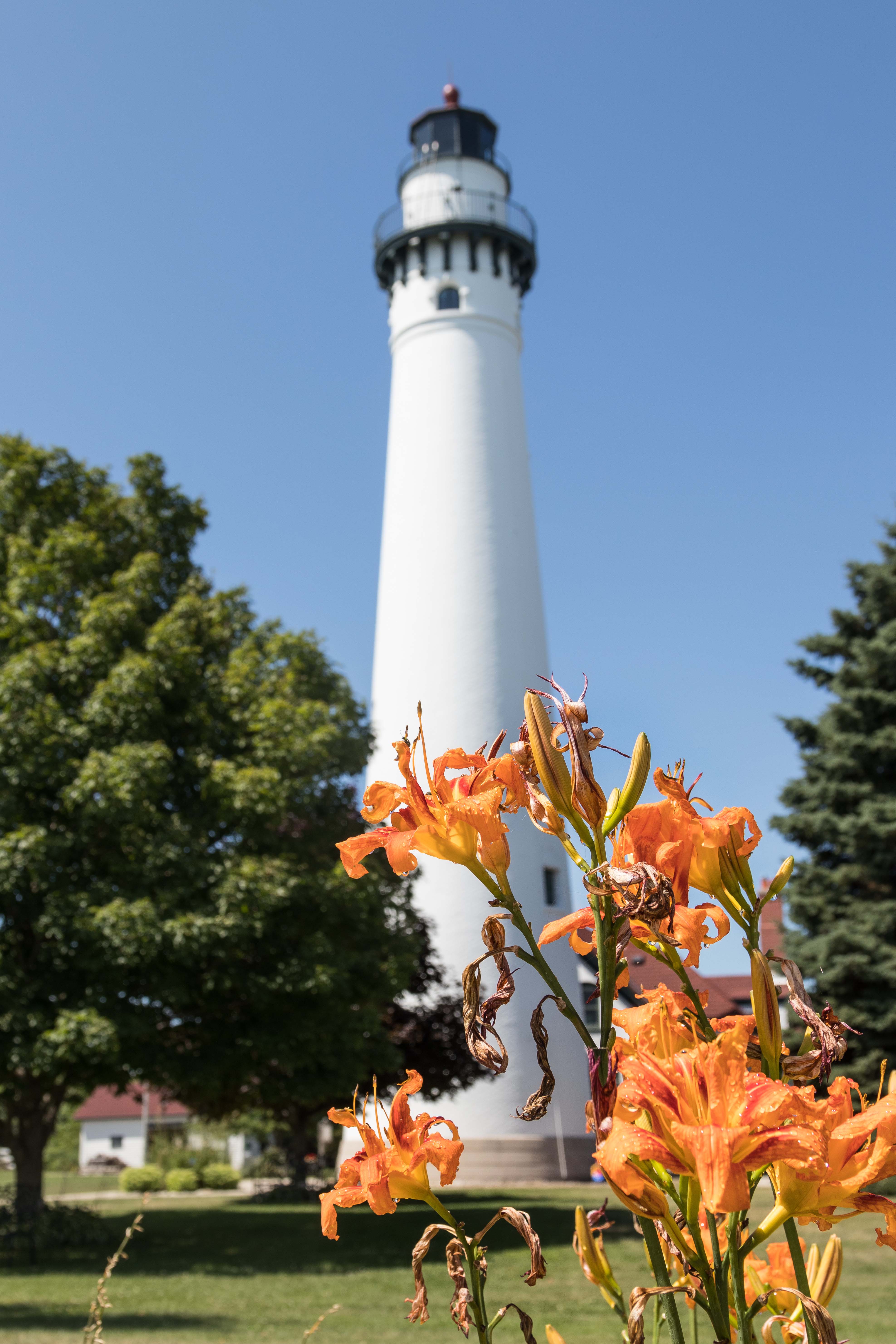 Wind Point Lighthouse with Lilies in August