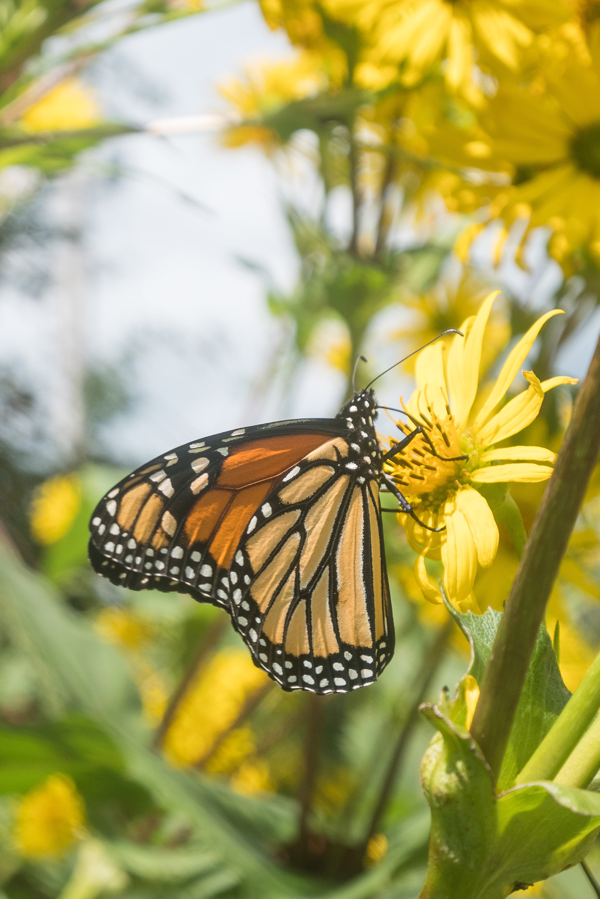 Monarch Butterfly on a Wildflower