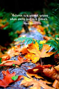 Free Autumn Quote Printables • Rose Clearfield