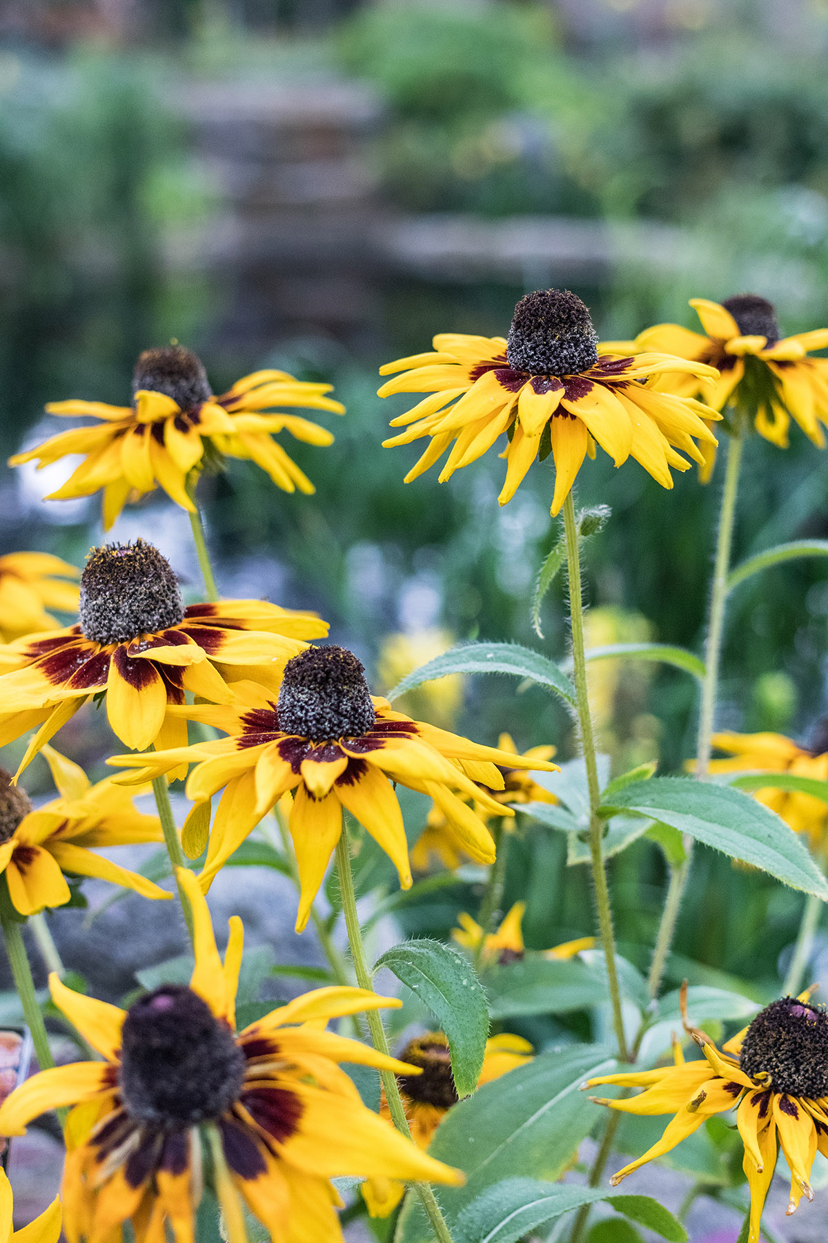 Hundred Acre Wood Fall Floral Show at the Mitchell Park Domes, Milwaukee, WI