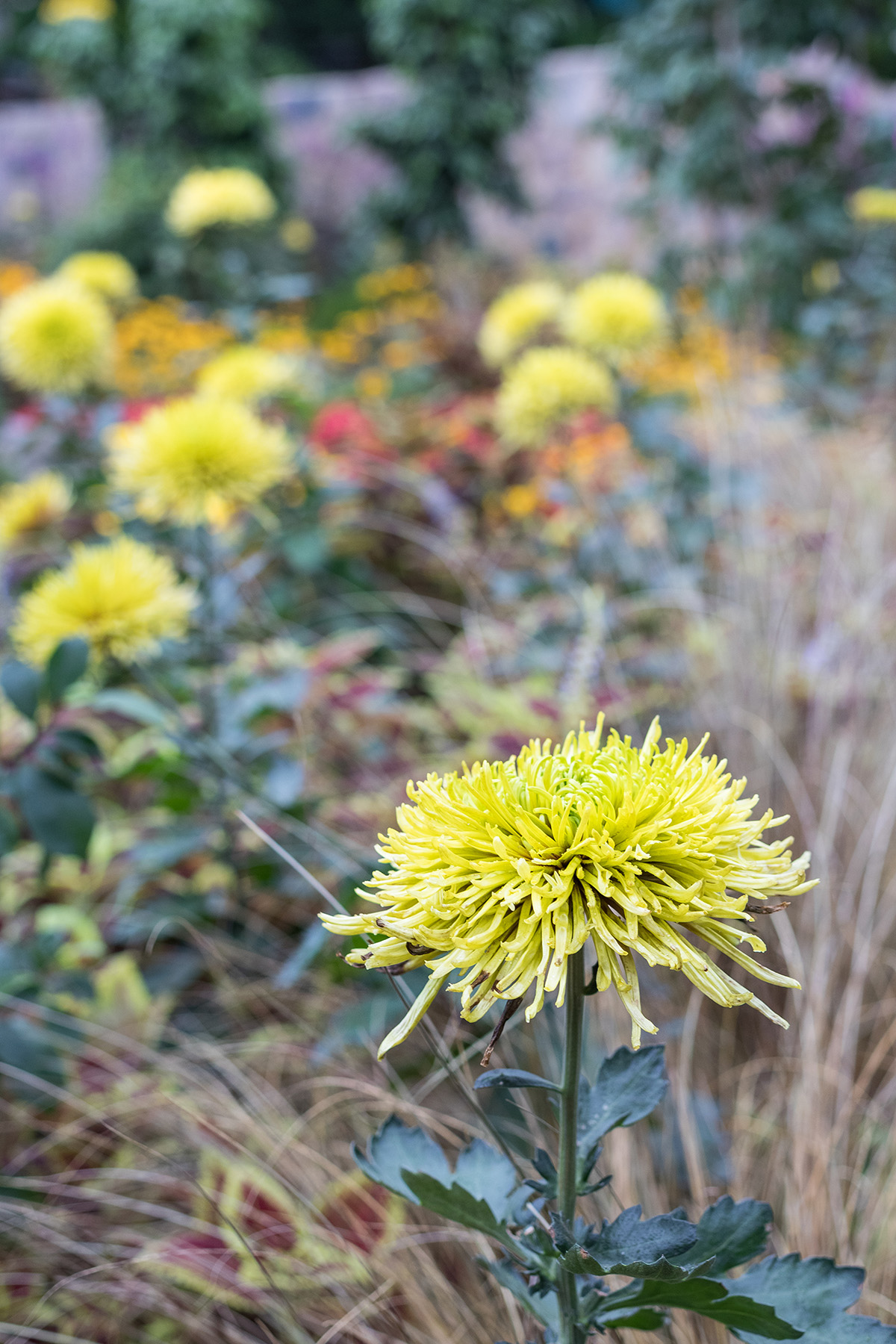 Hundred Acre Wood Fall Floral Show at the Mitchell Park Domes, Milwaukee, WI