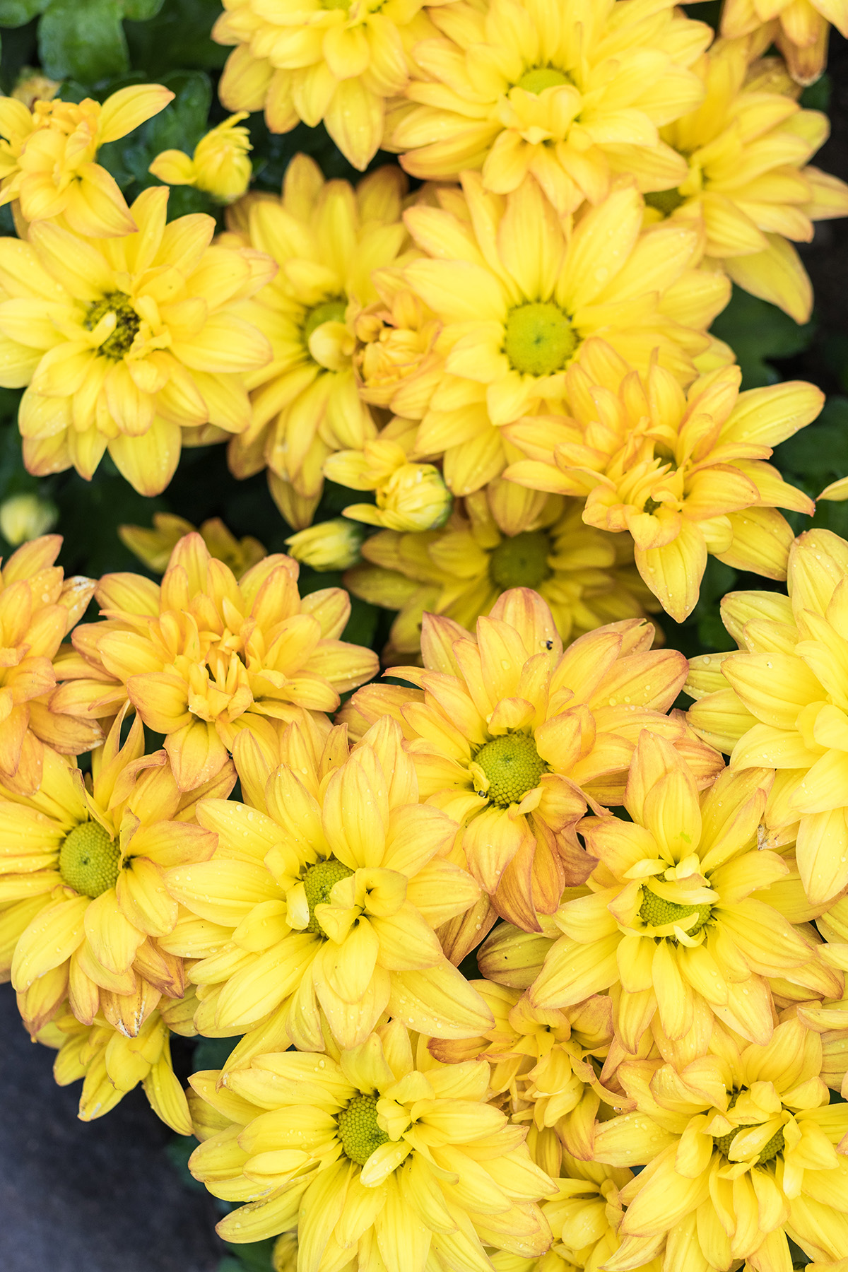 Hundred Acre Wood Fall Floral Show at the Mitchell Park Domes, Milwaukee, WI