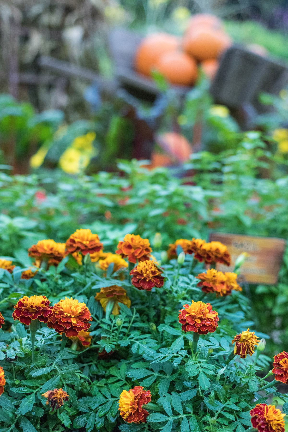 Hundred Acre Wood Fall Floral Show at the Mitchell Park Domes, Milwaukee, WI