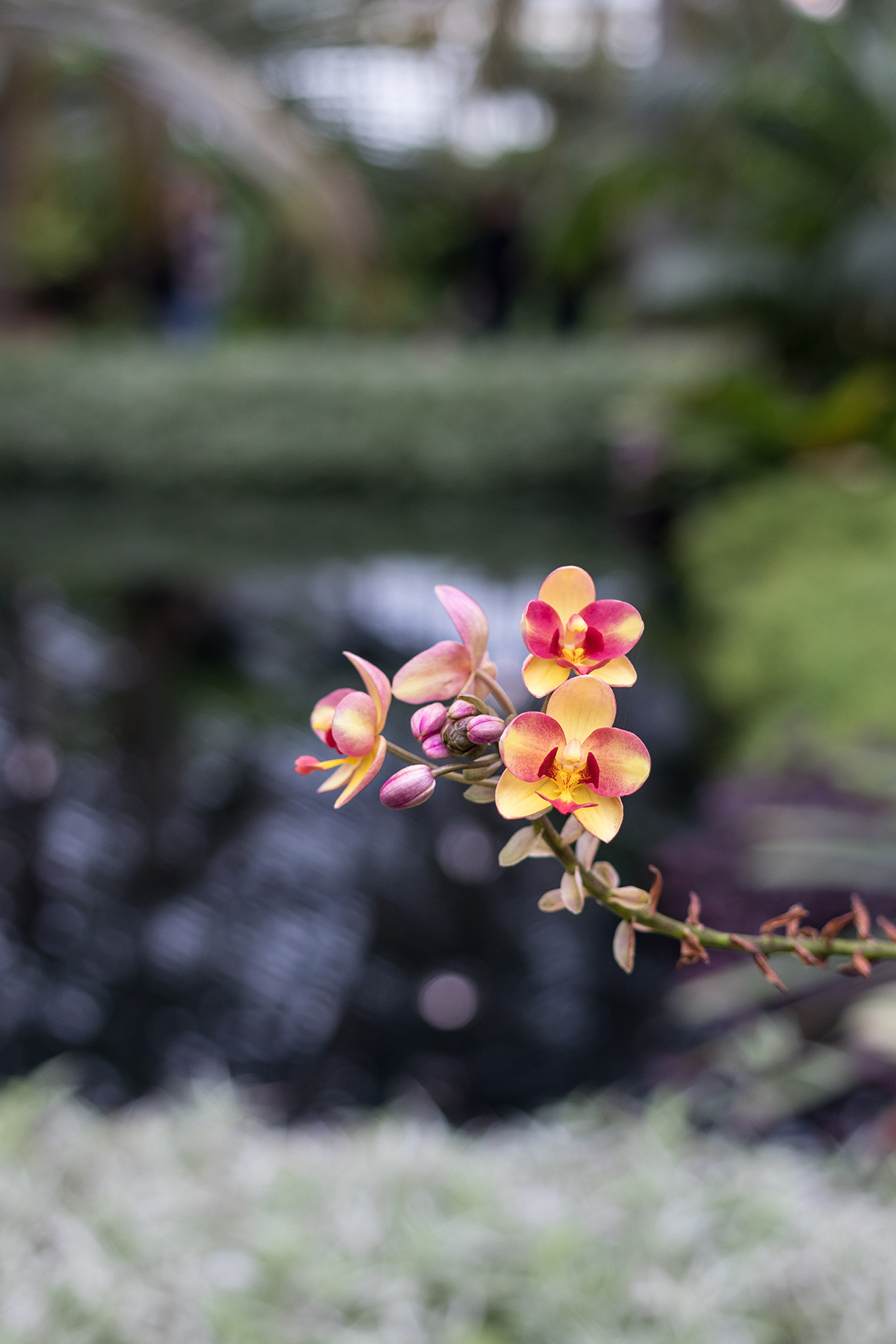 Garfield Park Conservatory