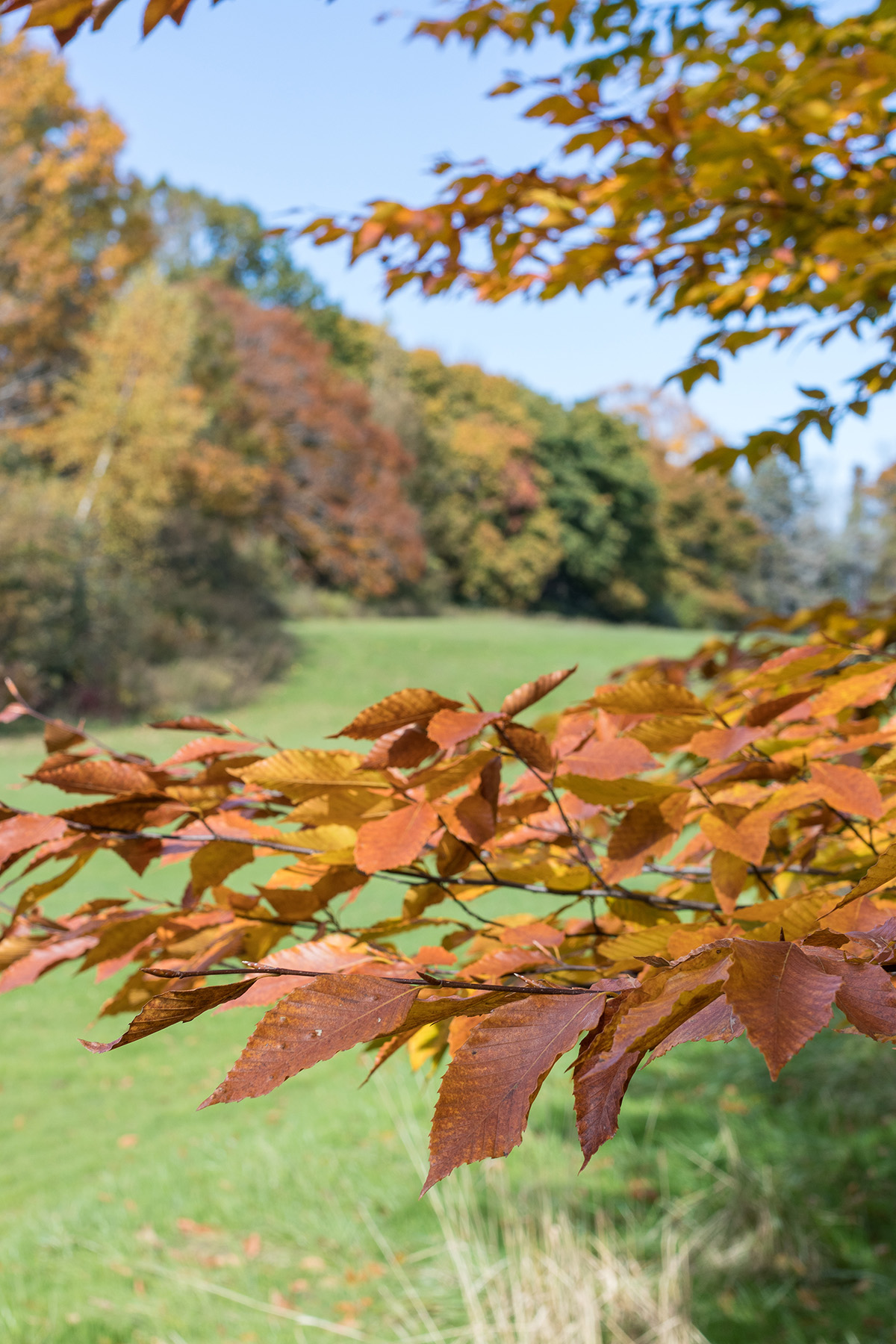 Wisconsin Fall Colors October 2019