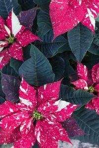 Domes Classic Holiday Garden Show