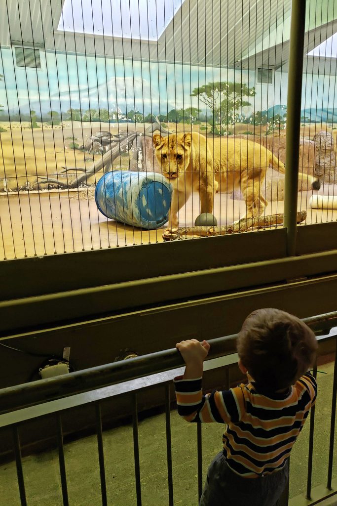 Tommy at the Zoo