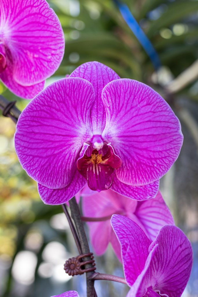 Brilliance Orchid Show at the Chicago Botanic Garden