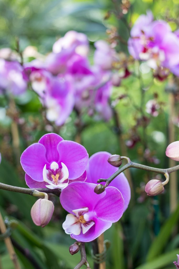 Brilliance Orchid Show at the Chicago Botanic Garden