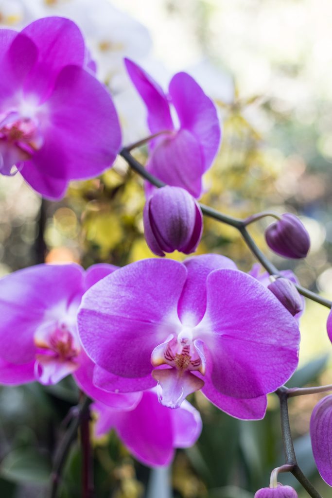 Brilliance Orchid Show at the Chicago Botanic Garden