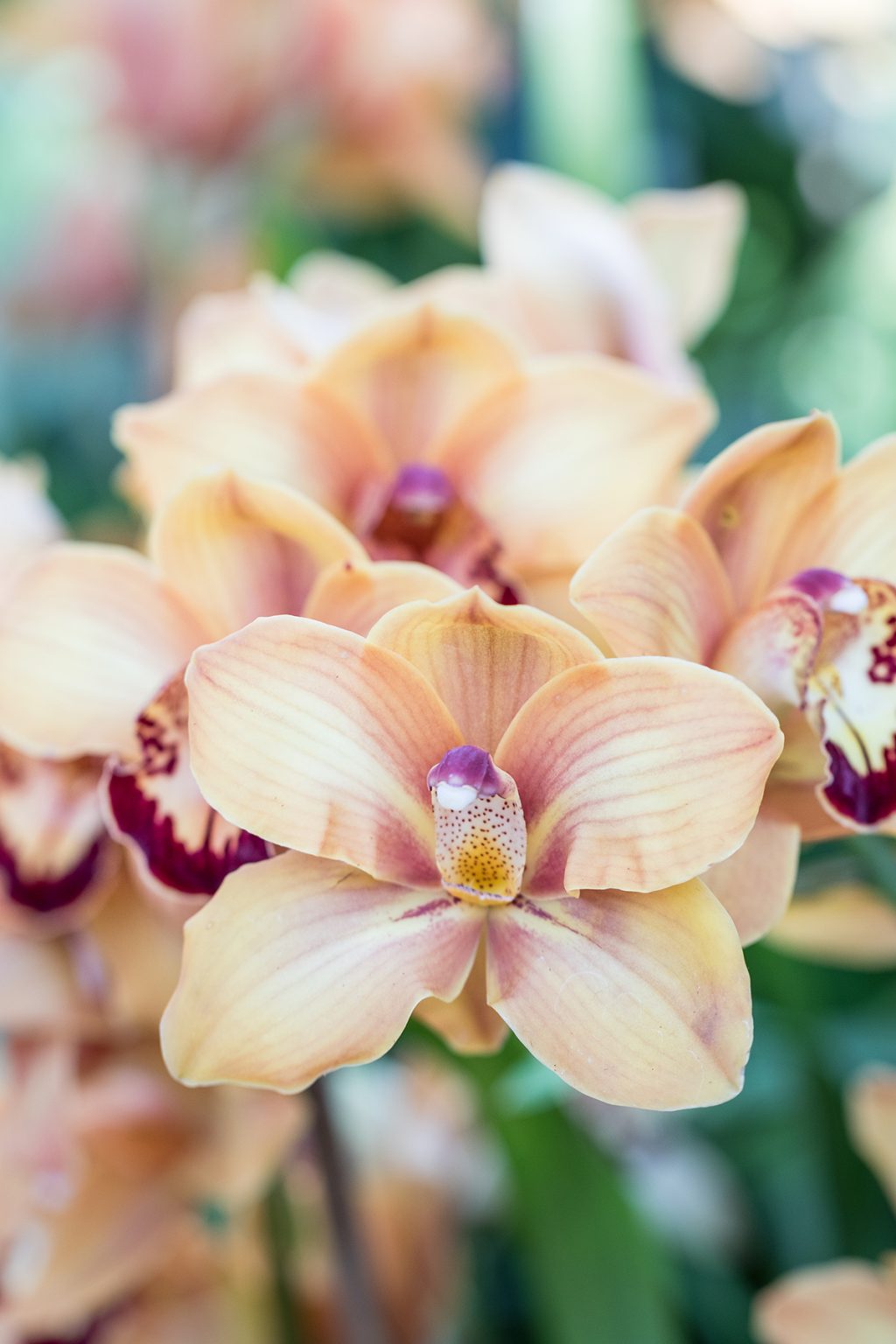 Brilliance Orchid Show at the Chicago Botanic Garden • Rose Clearfield