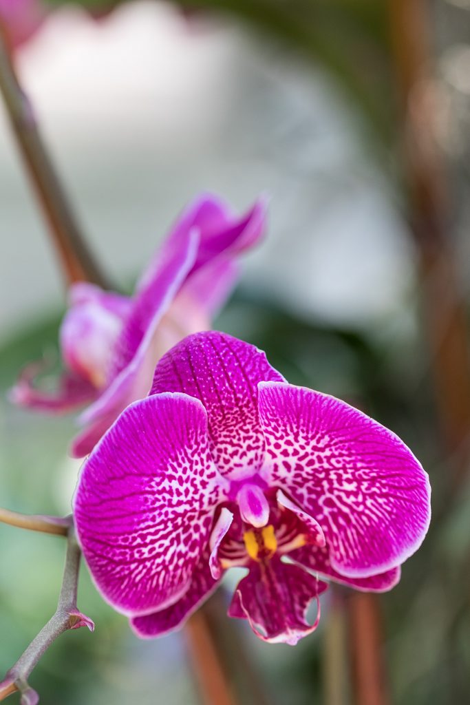 Brilliance Orchid Show at the Chicago Botanic Garden