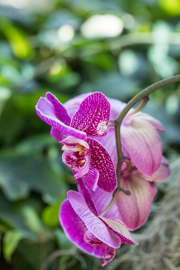 Brilliance Orchid Show at the Chicago Botanic Garden