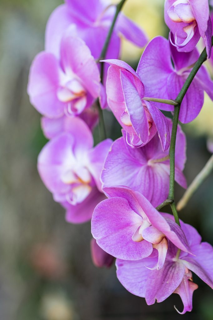 Brilliance Orchid Show at the Chicago Botanic Garden