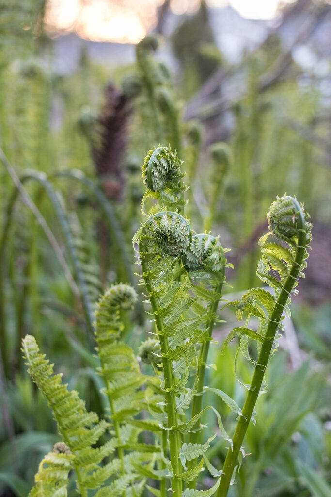 Ferns