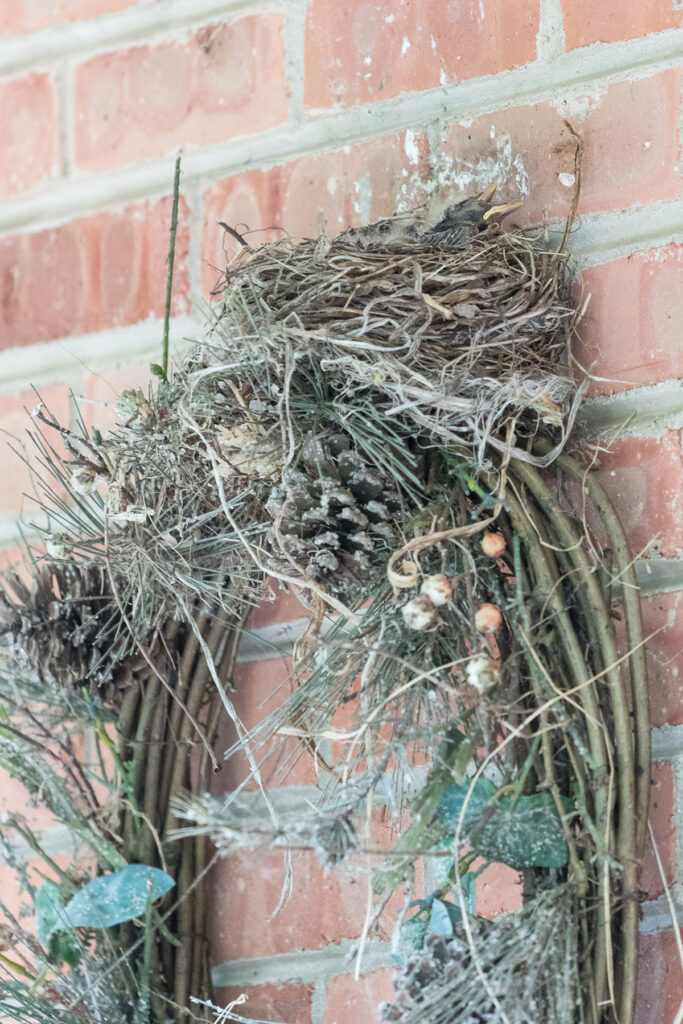 Birds Nest