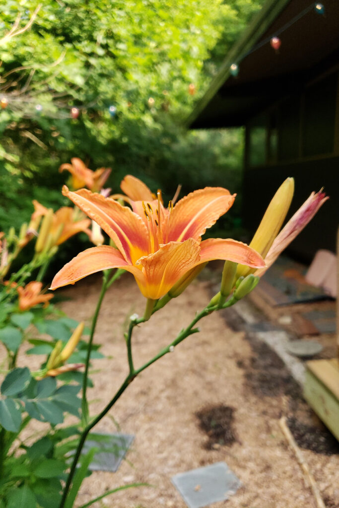 Lilies