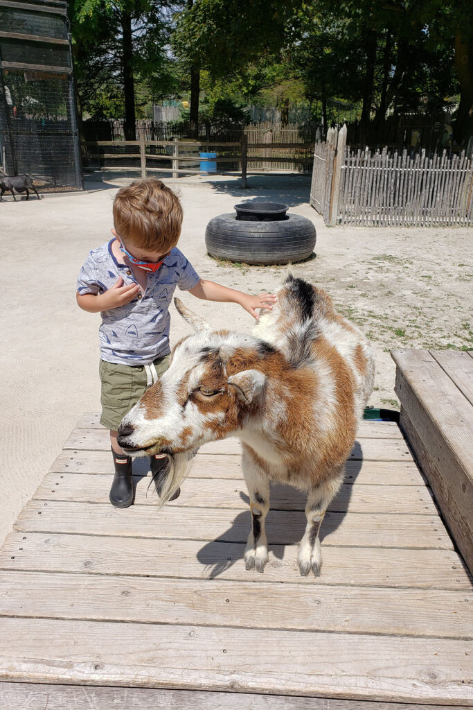 Petting a Goat