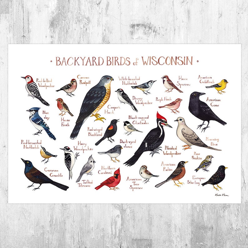 Wisconsin Backyard Birds Field Guide Wall Art Print KateDolamore on Etsy