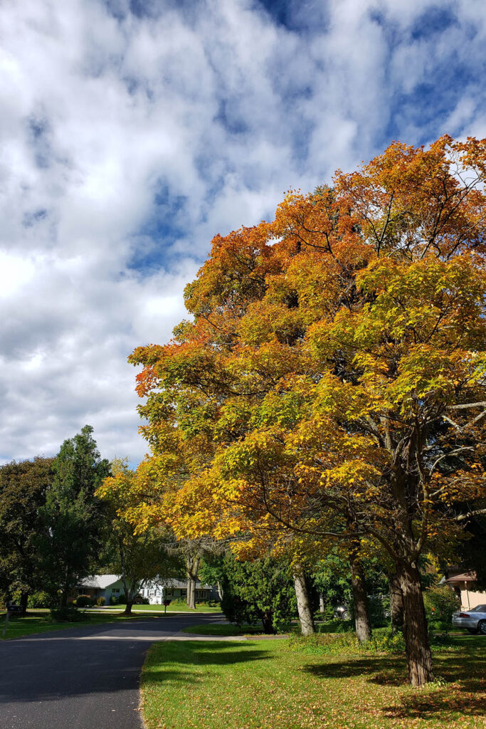 Fall Trees