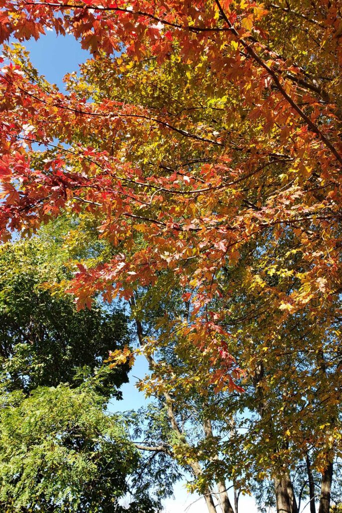 Fall Trees