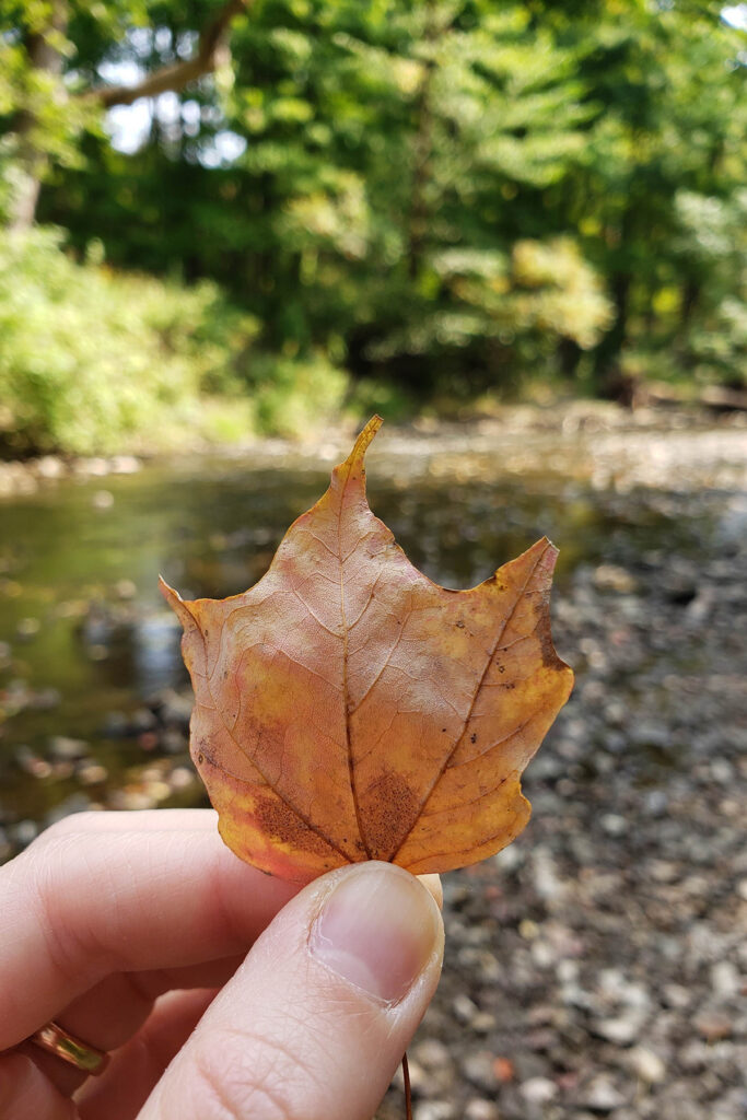 Fall