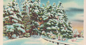 Vintage Postcard Winter Woods Scene