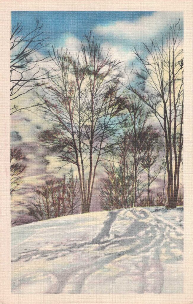 Vintage Postcard Winter Woods Scene 2