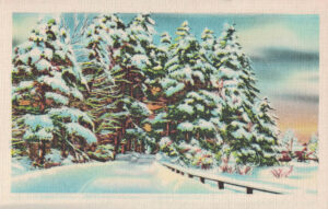 Vintage Postcard Winter Woods Scene