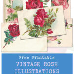 Free Printable Vintage Rose Illustrations Postcards