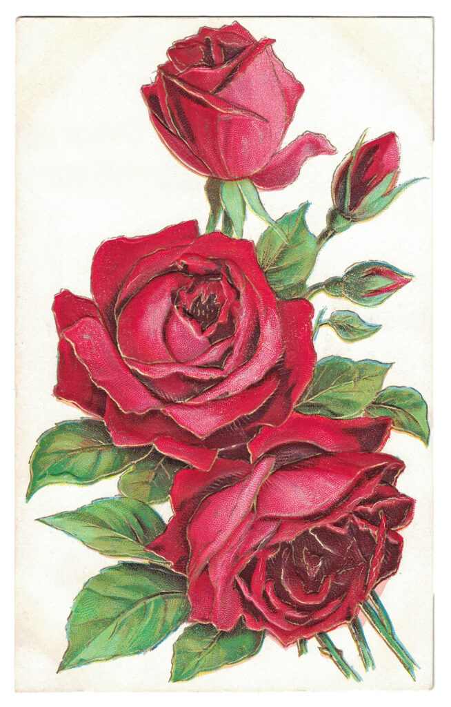 Vintage Roses Postcard