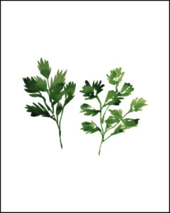 Cilantro No Text