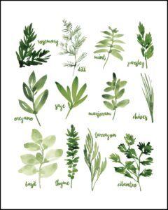 Watercolor Herbs Collage With Names