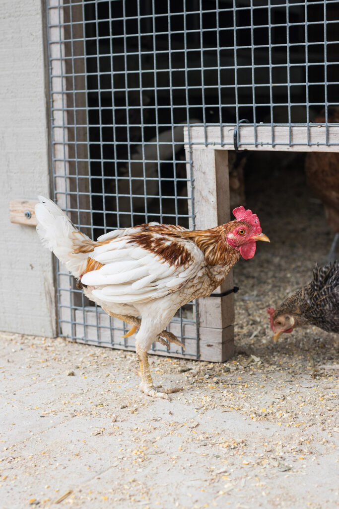 Green Meadows Petting Farm
