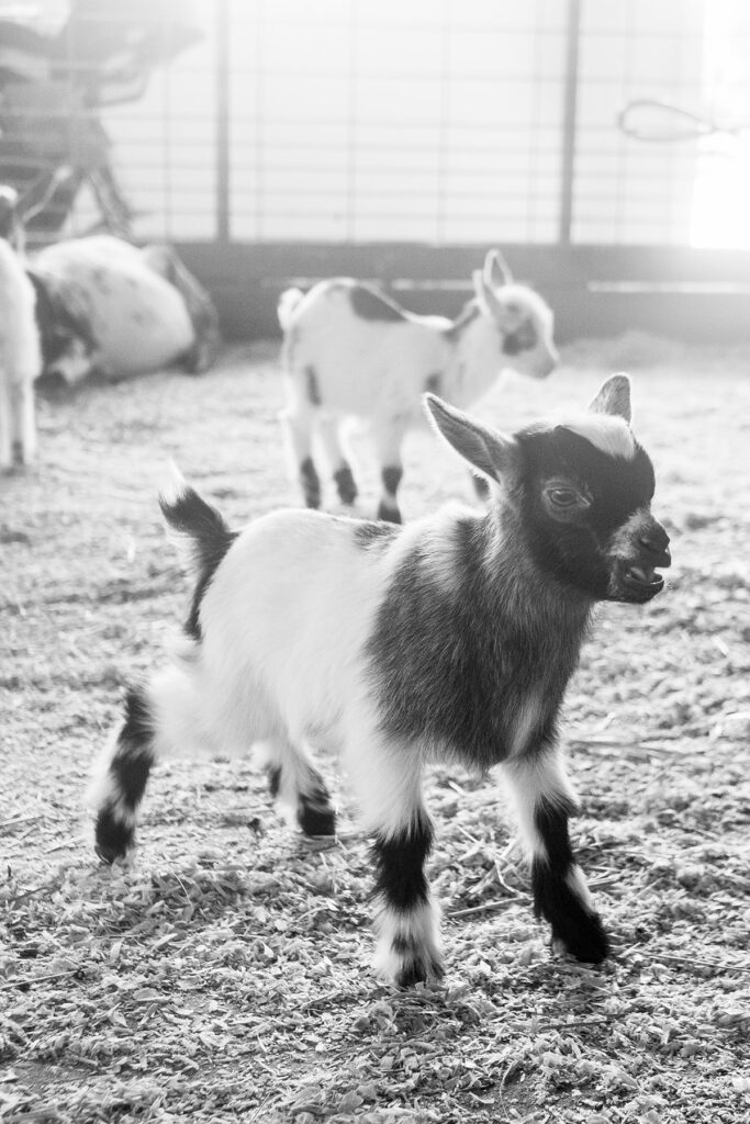 Green Meadows Petting Farm, East Troy, Wisconsin