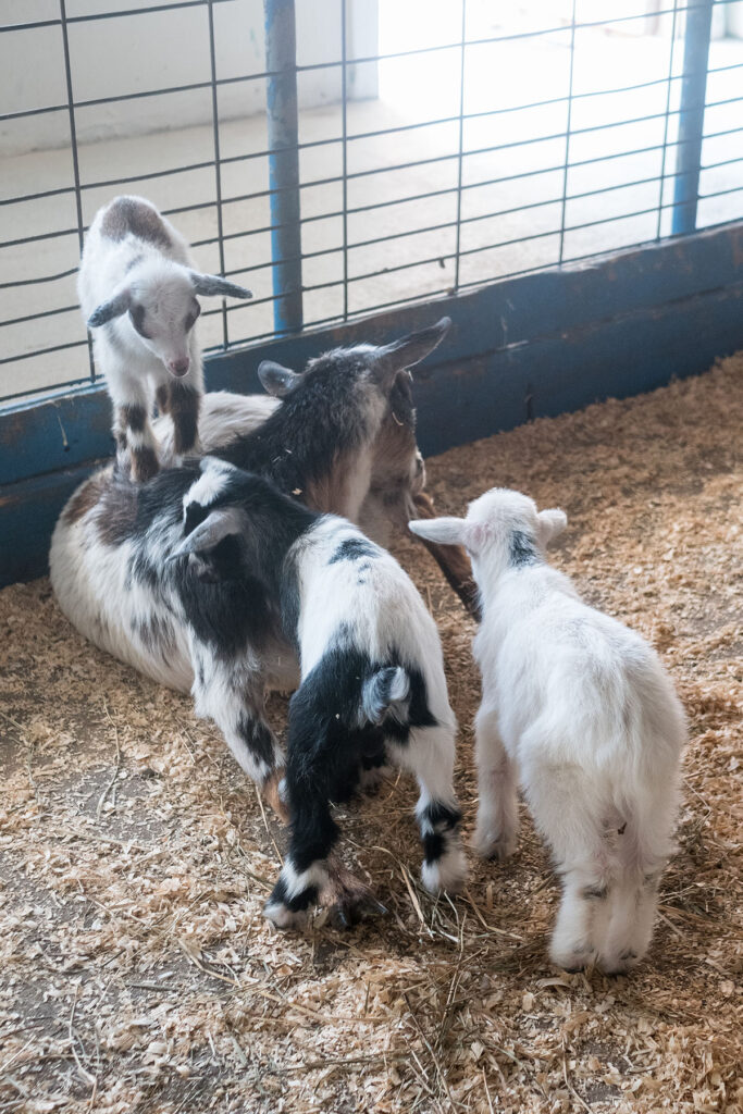 Green Meadows Petting Farm, East Troy, Wisconsin