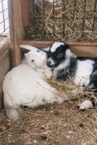 Green Meadows Petting Farm, East Troy, Wisconsin