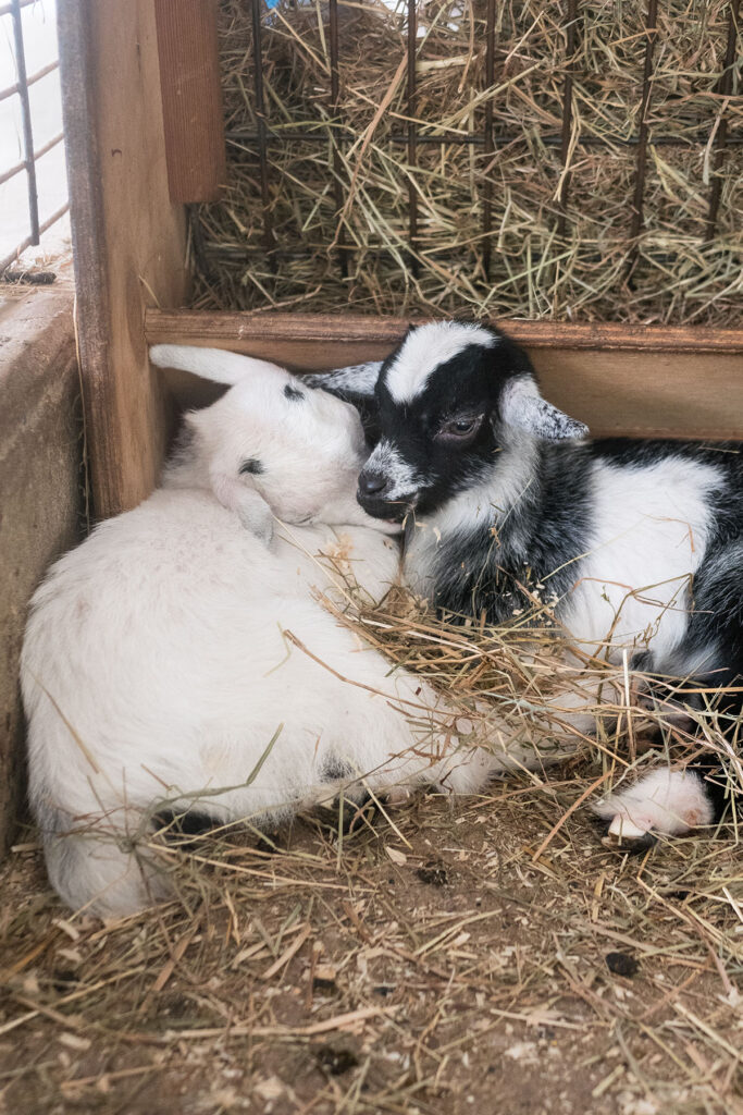 Green Meadows Petting Farm, East Troy, Wisconsin