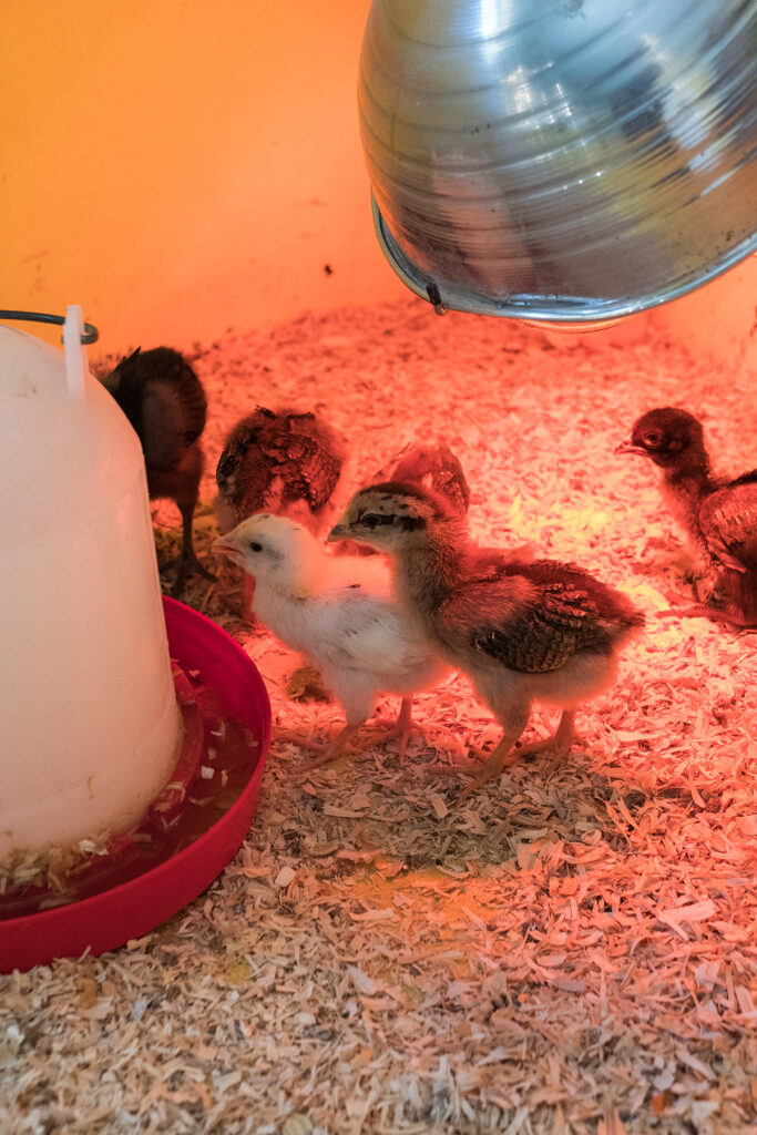Green Meadows Petting Farm
